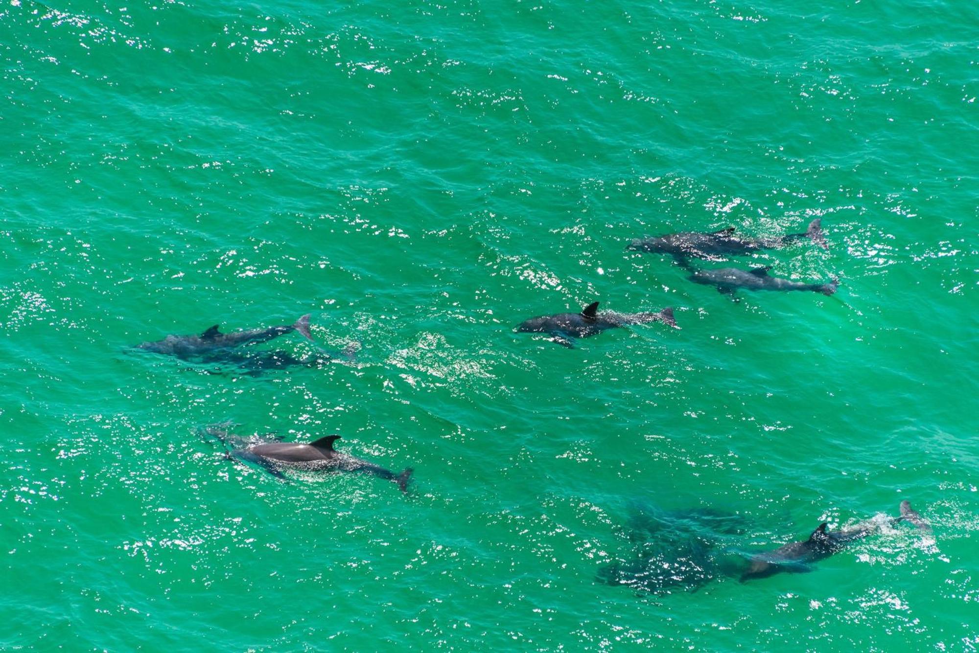 Calypso 2-504 West Aparthotel Panama City Beach Exteriör bild